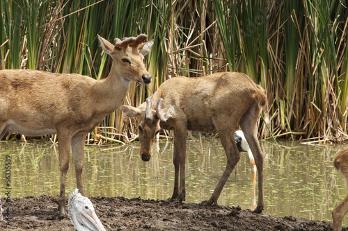 two Deers