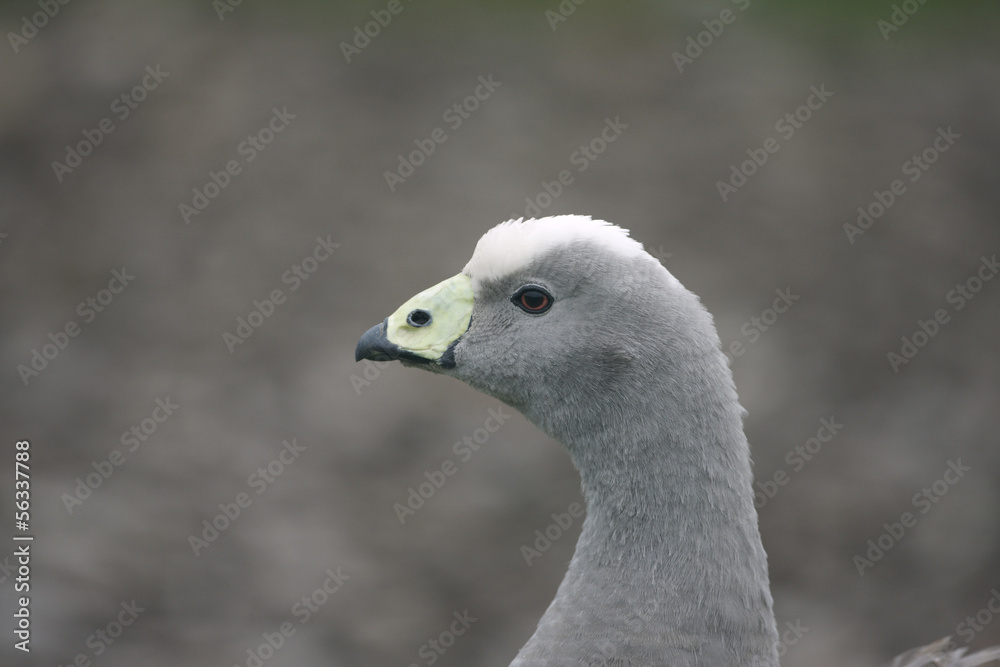 Cape barren goose, Cereopsis novaehollandiae Cape barren goose, Cereopsis novaehollandiae