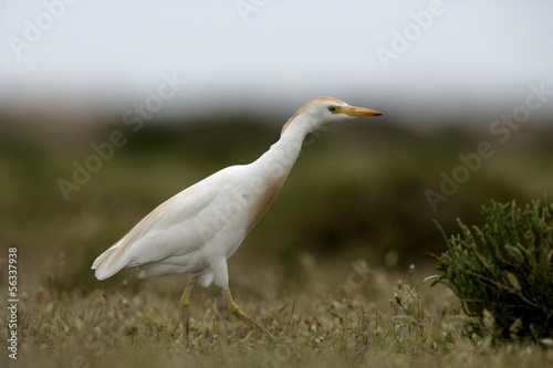 Cattle egret, Bubulcus ibis © Erni