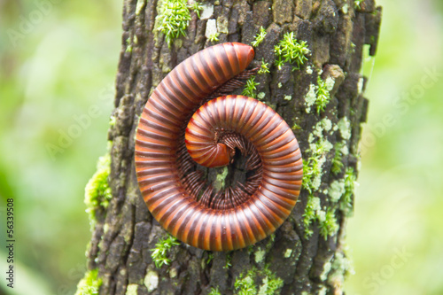 Big millipede in rain forest, Thailand