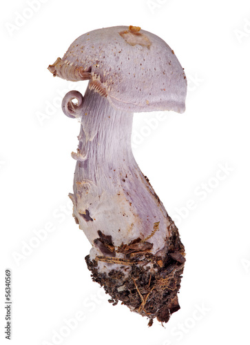 light lilac Cortinarius alboviolaceus isolated on white photo