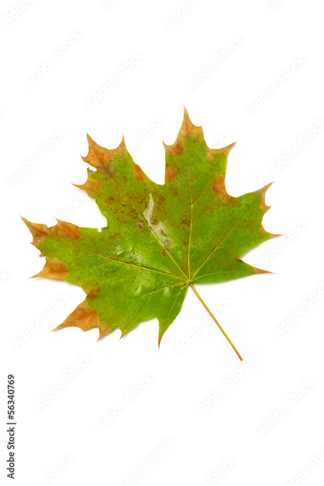 Fototapeta premium yellow autumn leaf on a white background