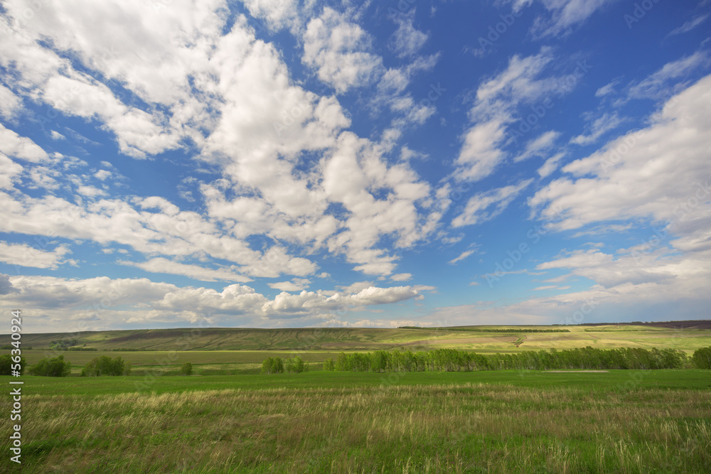 field, trees and blue sky