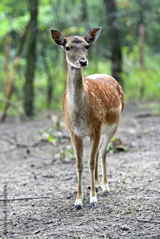 Fototapeta premium Spotted Dee