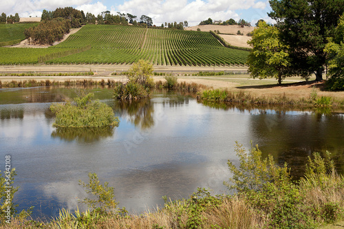 Vineyard Tasmania