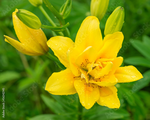 Fototapeta Naklejka Na Ścianę i Meble -  Yellow lily in nature