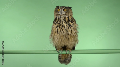 Eurasian eagle owl perched and looking around, green key photo