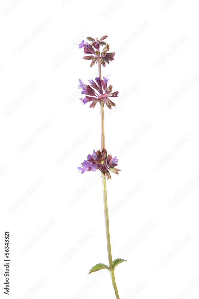 Lilac Sage isolated on white