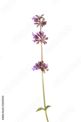 Lilac Sage isolated on white