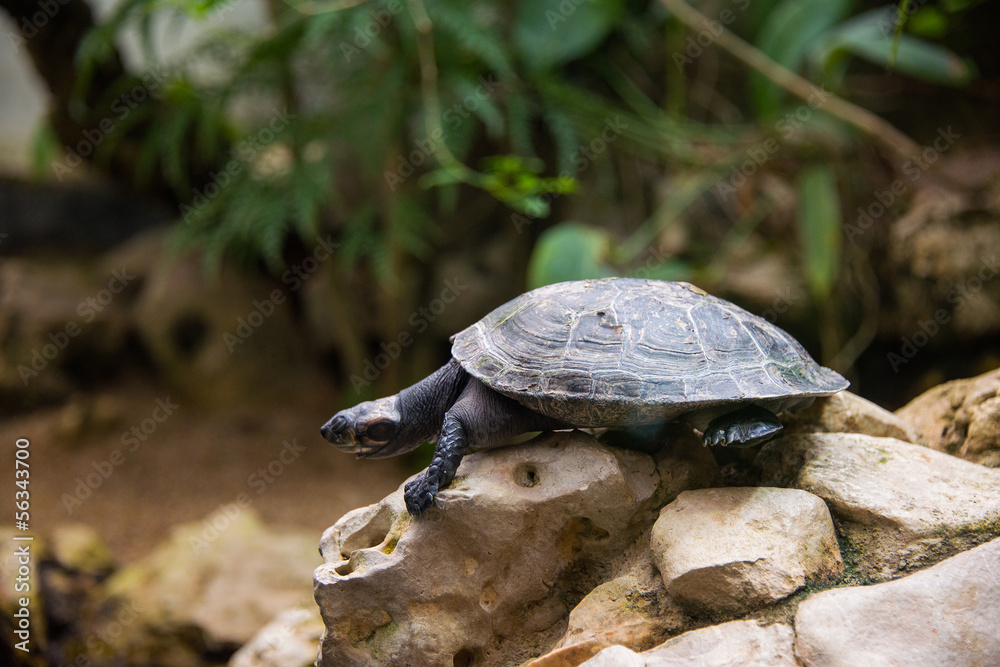 Obraz premium Turtle walking slowly across the field