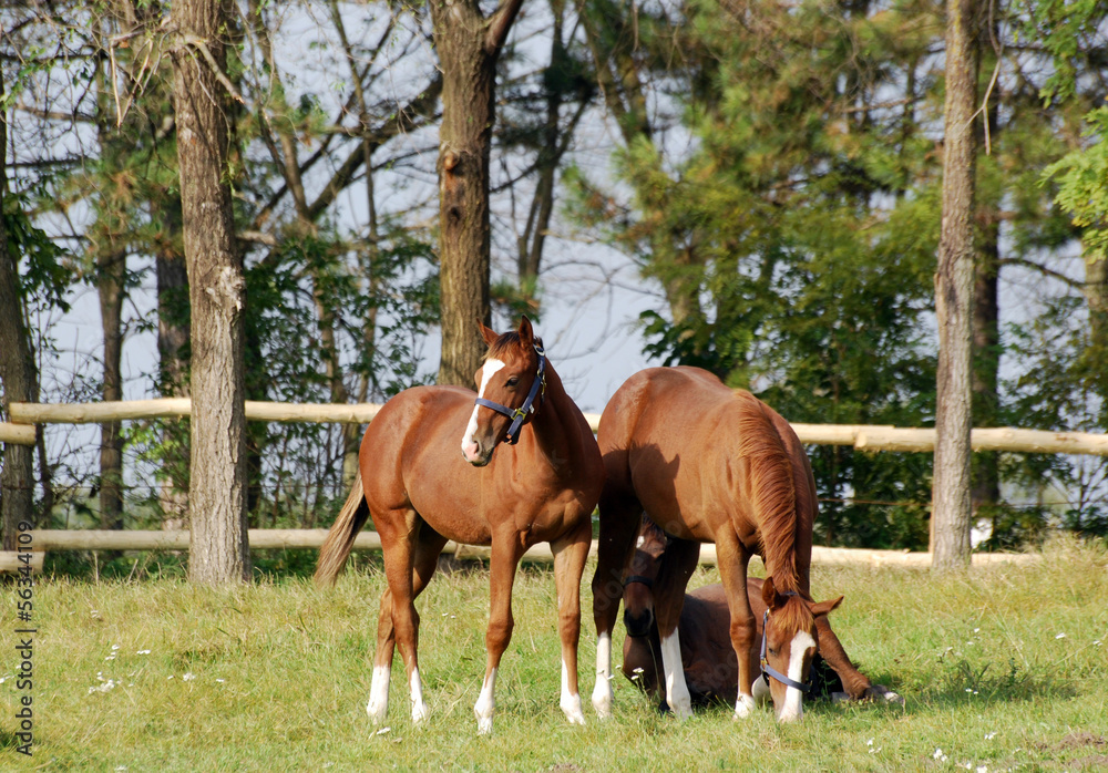 Obraz premium three young brown horse in corral