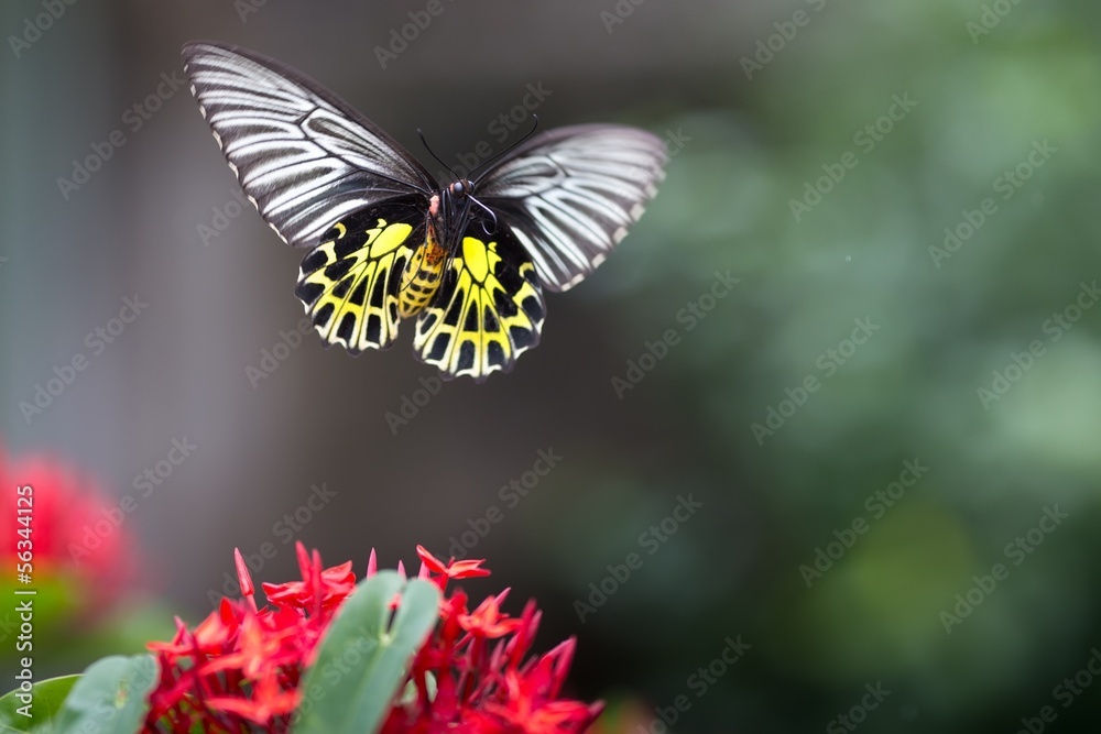 Flying butterfly Flying butterfly