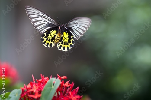 Photography Flying butterfly