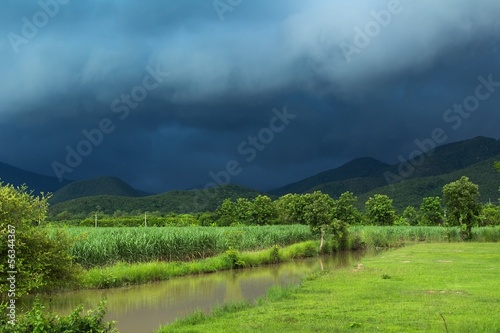 Sugar cane field under storm