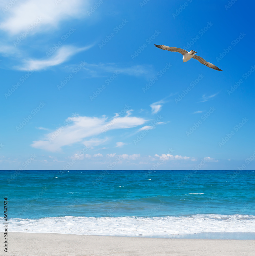 Obraz premium seagull flying over the sea