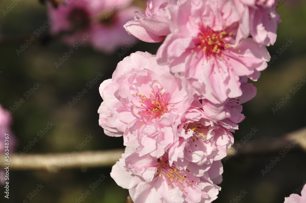 Obraz premium モモ