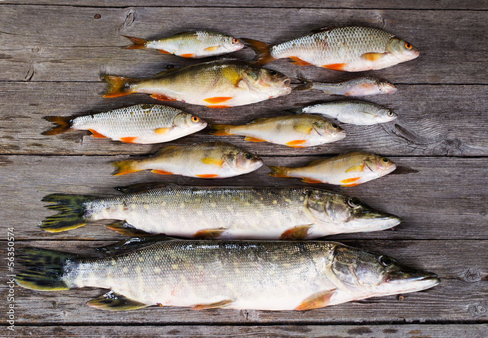 river fish on wooden background river fish on wooden background