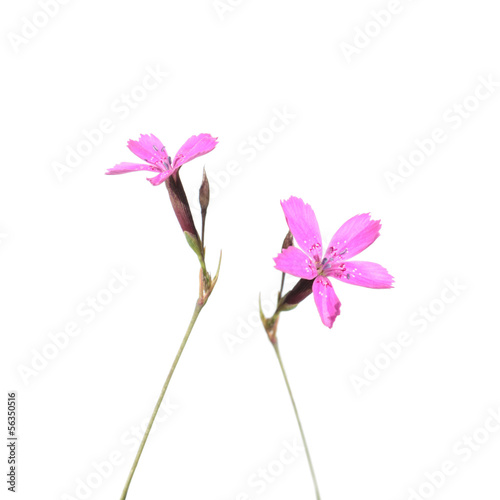 Wild Maiden Pink flowers isolated on white