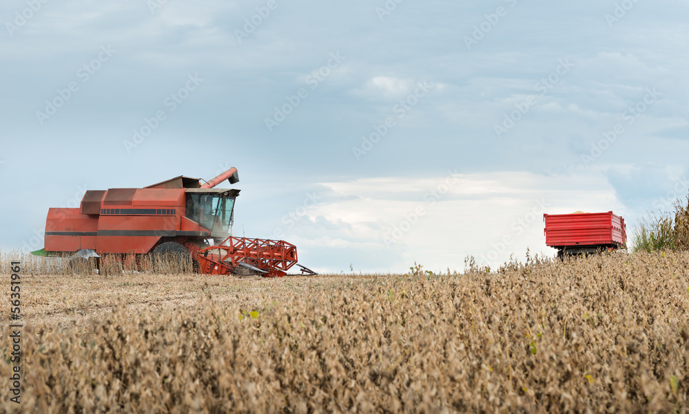 Fototapeta premium Pouring soy bean