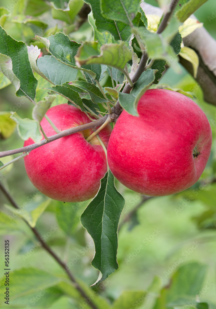 Ripe red apples on branch Ripe red apples on branch