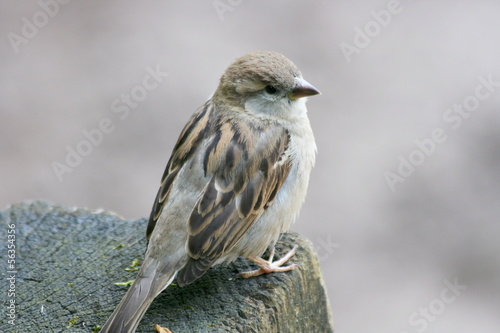 house sparrow, (Passer domesticus)