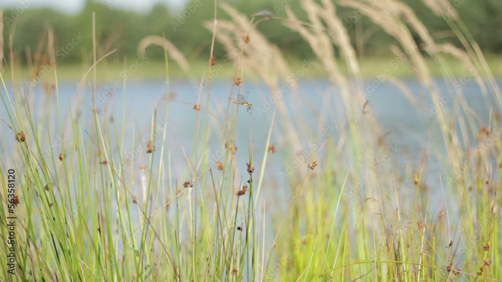 Dragonfly resting on reeds stem Dragonfly resting on reeds stem
