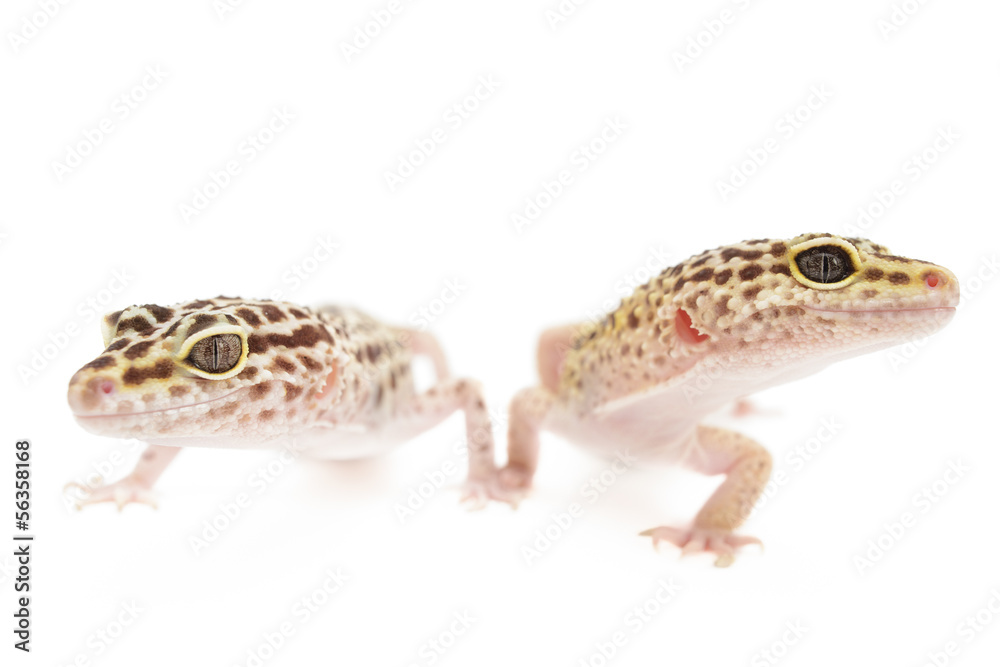 Leopard Gecko Leopard Gecko