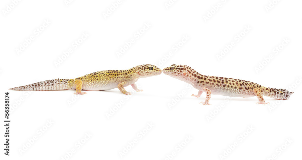 Leopard Gecko Leopard Gecko