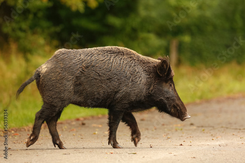 Wildboar crossing main road