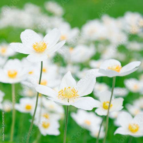 Fototapeta Naklejka Na Ścianę i Meble -  White anemones in nature