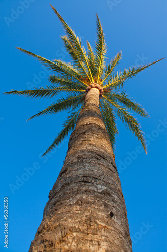 Palm from below
