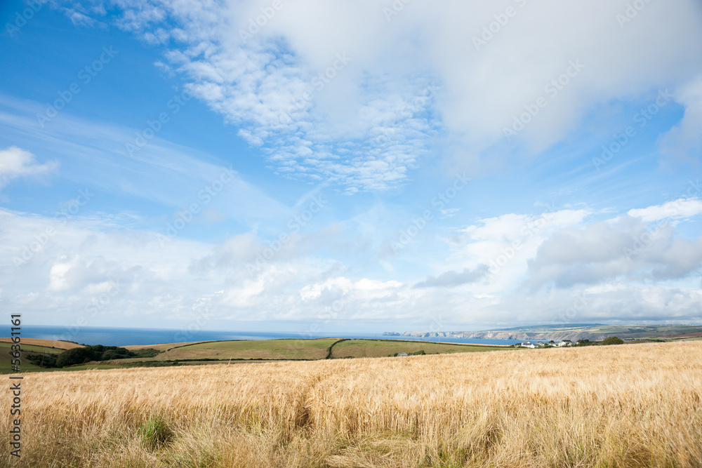 Golden field, barle=y ready for harvest. Golden field, barle=y ready for harvest.