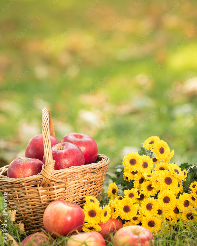 Basket with red apples in autumn Basket with red apples in autumn