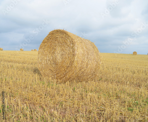 harvested field with straw bales in autumn