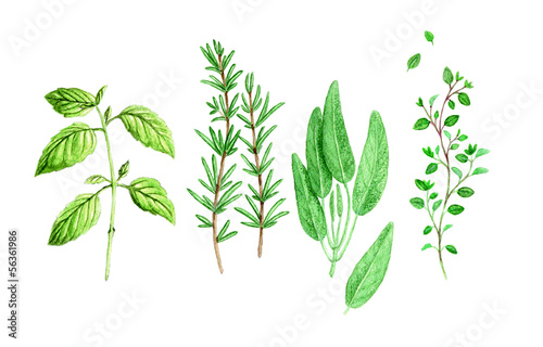 Spicy Herbs