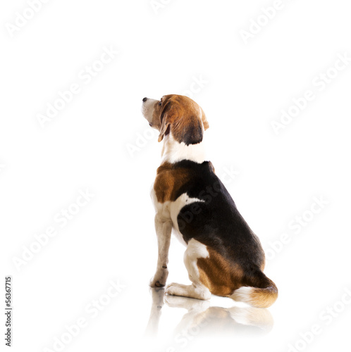 Fototapeta Naklejka Na Ścianę i Meble -  Dog in studio