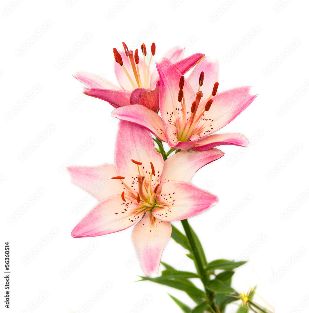Obraz premium Lilly flowers on white
