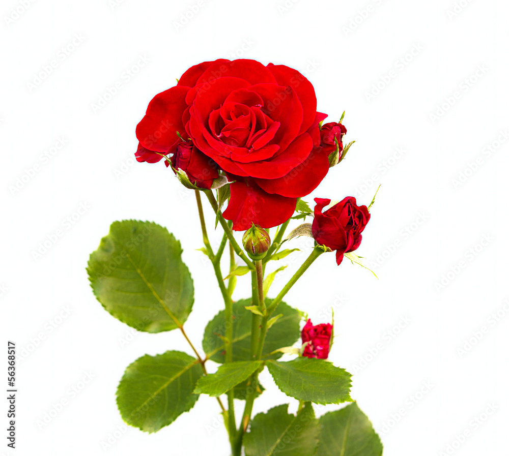 Fototapeta premium Perfect red rose isolated