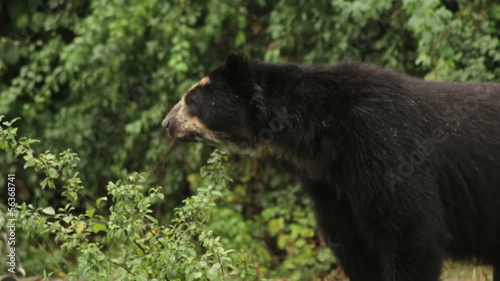 Andean bear
