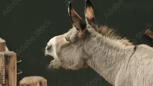 Donkey braying