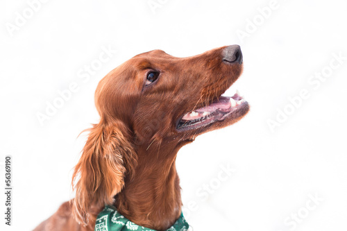 Irish setter