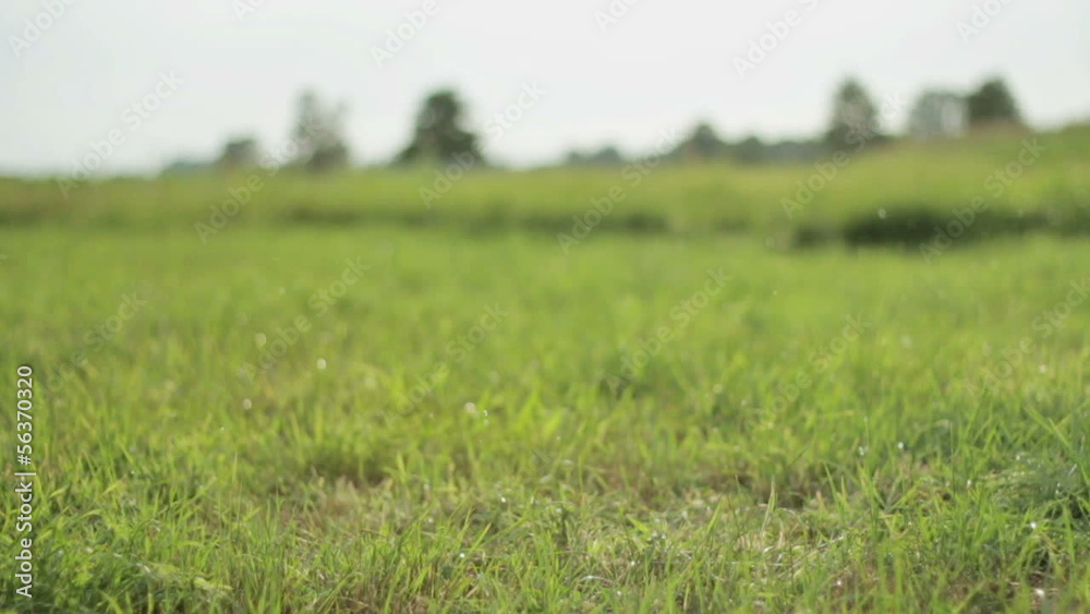 Woman's legs running in the grass, close up, rear view Woman's legs running in the grass, close up, rear view