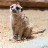 Meerkat