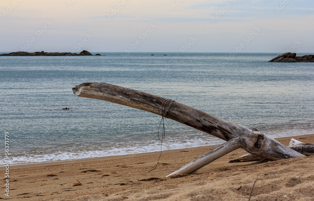 Interesting root drift wood on the beach