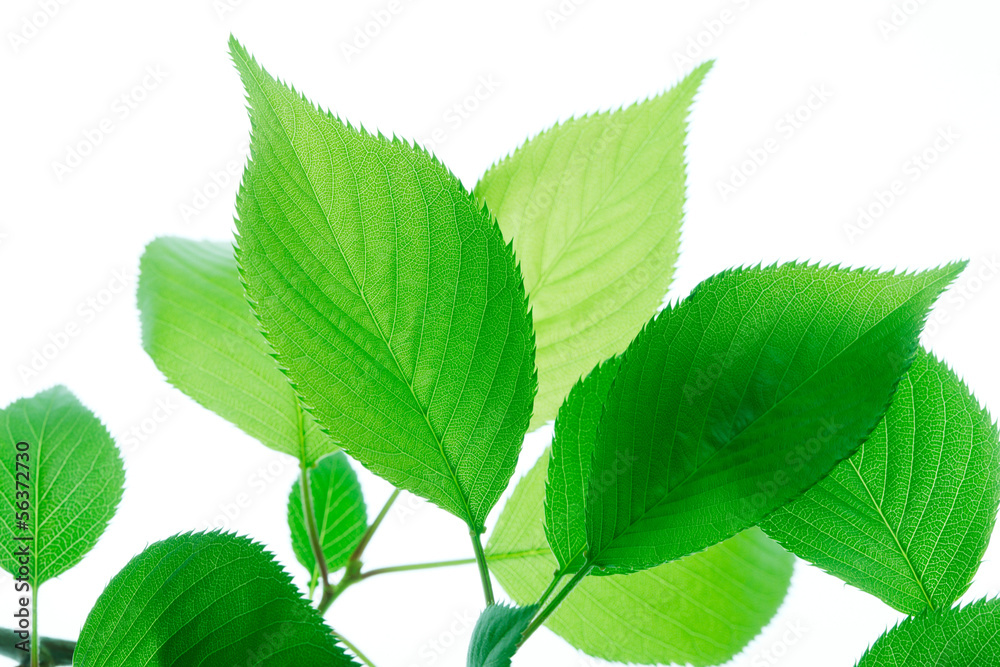 Fototapeta premium 新緑の葉っぱ