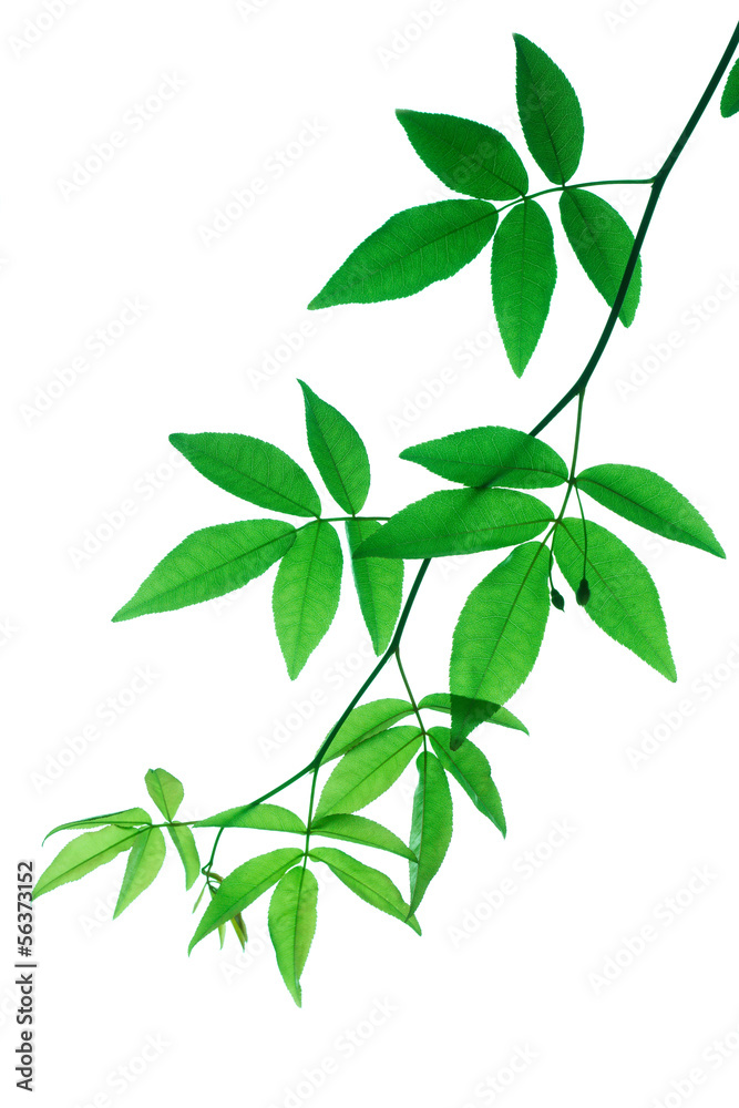 Obraz premium 新緑の葉っぱ