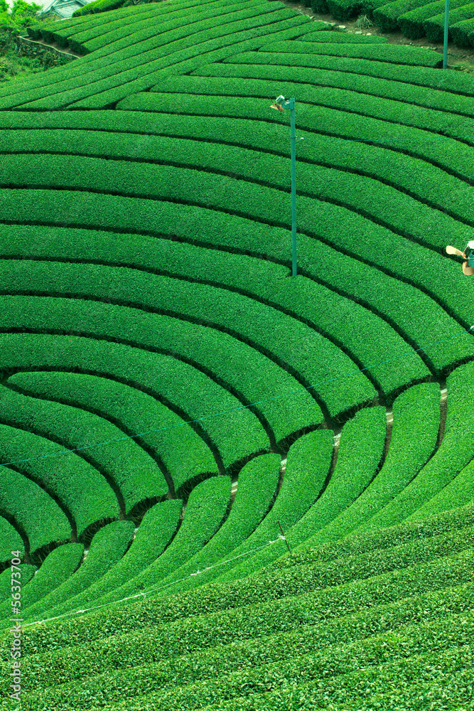 Fototapeta premium 和束の茶畑