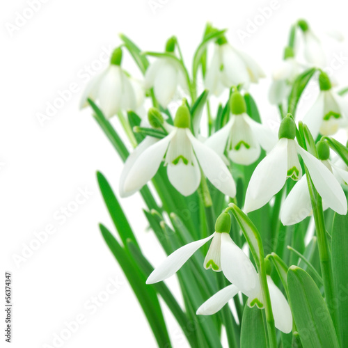 Fototapeta Naklejka Na Ścianę i Meble -  Snowdrops (Galanthus nivalis) on white background