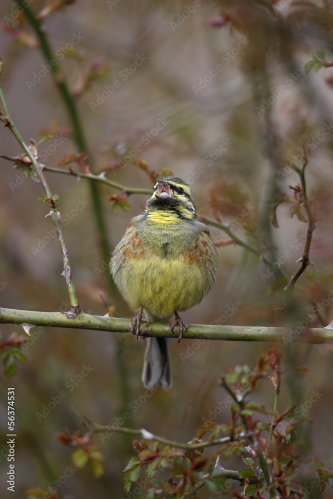 Obraz premium Cirl bunting, Emberiza cirlus