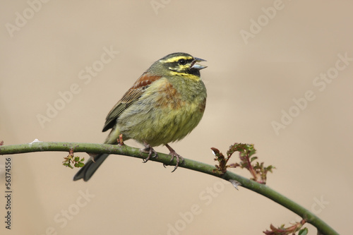 Cirl bunting, Emberiza cirlus